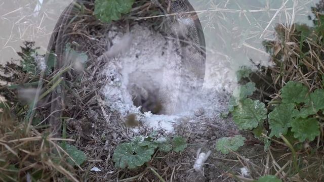 How to get rid of, kill in-ground yellow jacket wasps for good using Delta Dust ANGRY WASPS смотреть онлайн