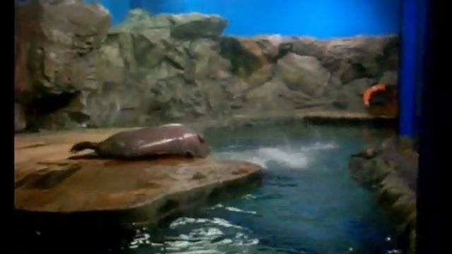 Забавные тюлени.amusing Animals