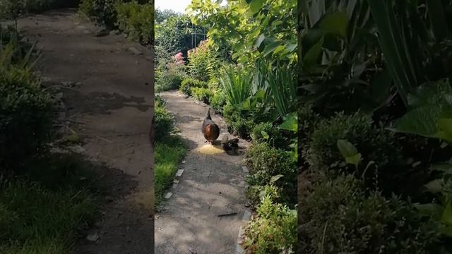 Карликовые курочки бентамки смотреть онлайн