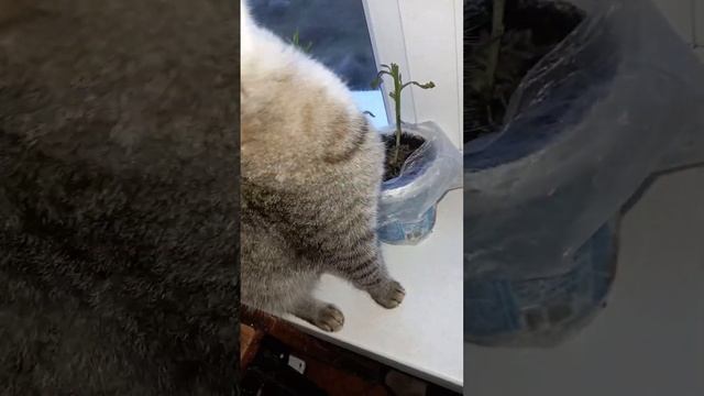 Утро с Муркой смотреть онлайн