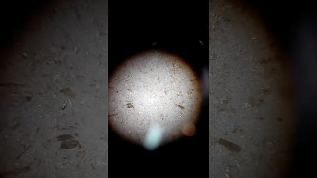 инфузории туфельки в содержимом рубца смотреть онлайн