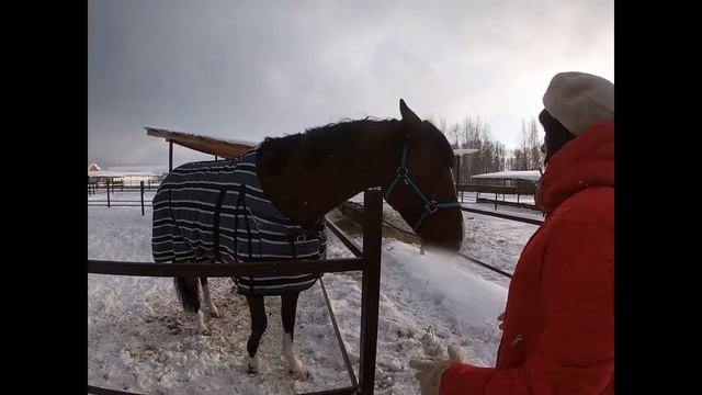 Лошади вызывают уважение, участок требует вмешательства... смотреть онлайн