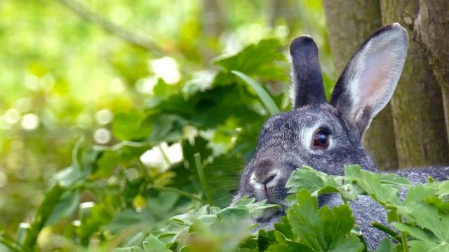 4K Ultra HD Video of Wild Animals - 1 Hour 4K Wildlife Scenery with Floating Music смотреть онлайн