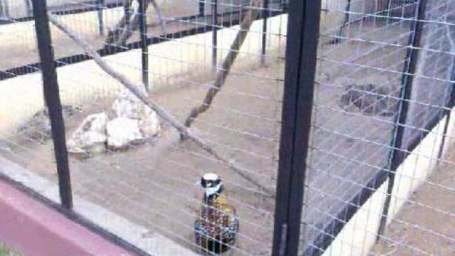 Фазаны смотреть онлайн