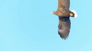 Орлан-белохвост.