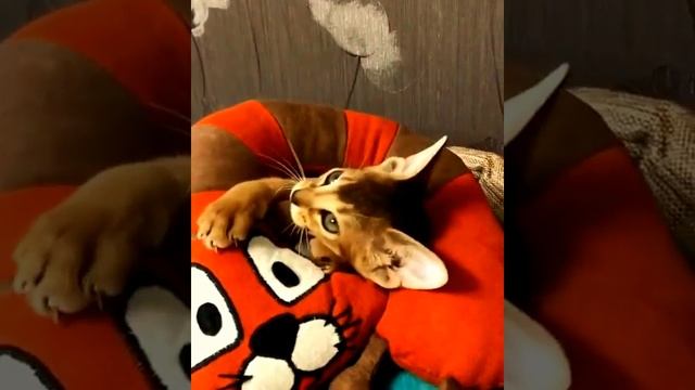 Милые абиссинские котики | Видео приколы про абиссинских кошек смотреть онлайн