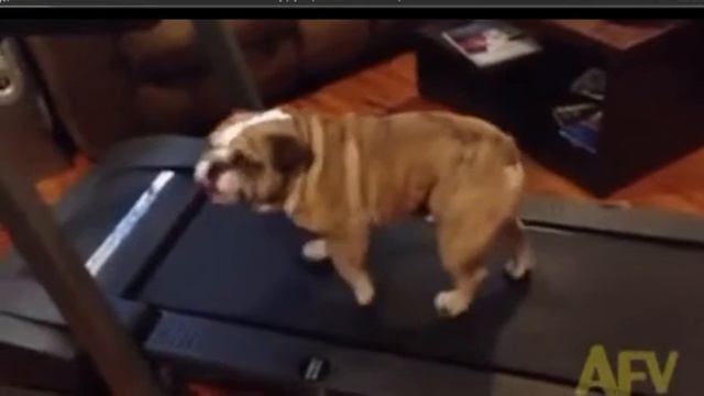 Животные спортсмены это смешные приколы смотреть онлайн