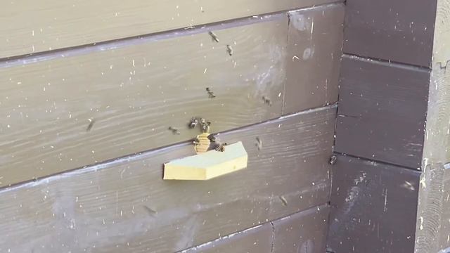 Пчёлы. Самарская область. 8 мая 2022 смотреть онлайн