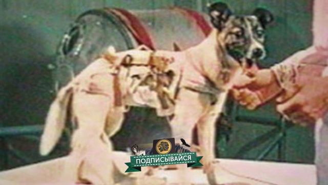 10 Главных исторических животных смотреть онлайн