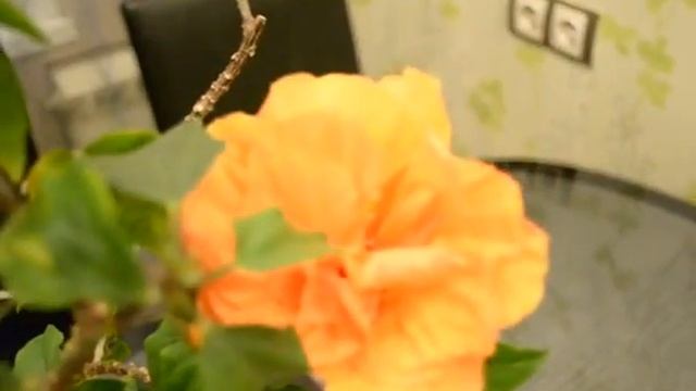 оранжевый гибискус!!! ✔Елена Ро смотреть онлайн