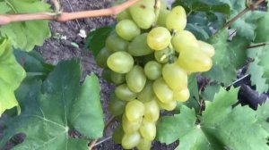 Виноград Бажена.
