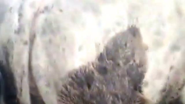 #Обрак#французская#породадо#машнего#мясного#скота#Он#берет#свое#начало#на#Плато-е-Л'Обрак#в#Централ смотреть онлайн