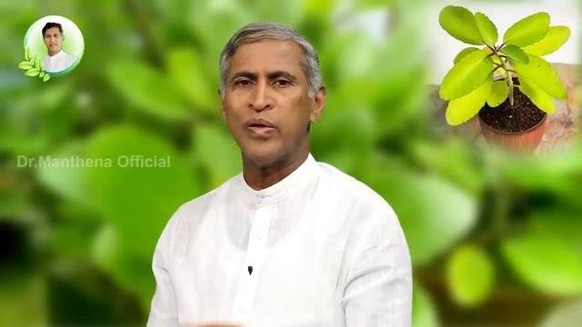 Medicinal Leaf | Removes Kidney Stones | Reduces Ear Infection | Ranapala Aaku |Manthena Health Tip смотреть онлайн
