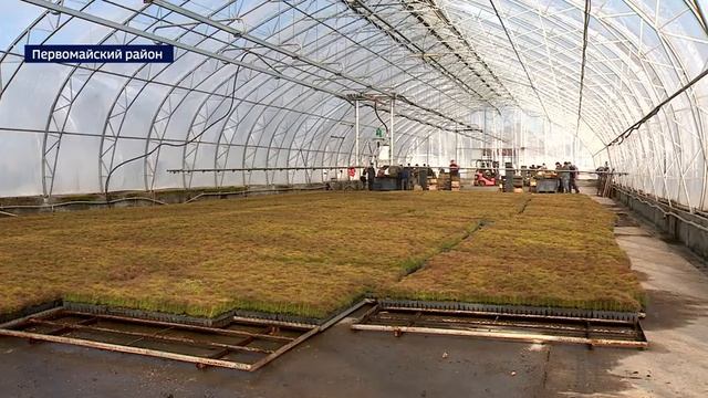 Сибирские регионы готовы закупать сеянцы хвойных деревьев, выращенные на Алтае смотреть онлайн