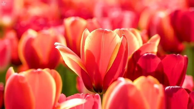 Thank You Lord: Instrumental Worship, Meditation & Prayer Music with Flower Scene 💮Divine Melodies смотреть онлайн