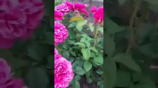 Английские розы Джеймс Л. Остин и Ванесса Белл смотреть онлайн