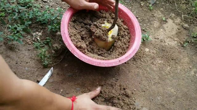How to Grafting Mango Tree Cutting in Banana Tree with Aloe Vera and Onion Grow fast 100% смотреть онлайн