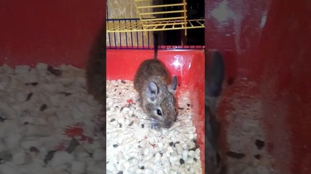 Моя новая белка Дегу смотреть онлайн