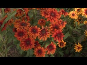 Рудбекия многолетняя Багряный закат. Обнов
