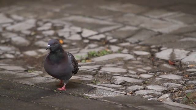 test canon eos 7d смотреть онлайн