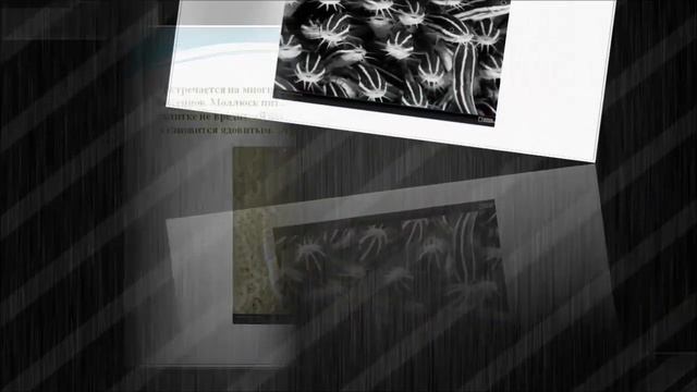 Загадки подводного мира. Морские обитатели/Mysteries of the underwater world. Marine life смотреть онлайн