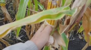 Все этапы выращивания кукурузы от А до Я