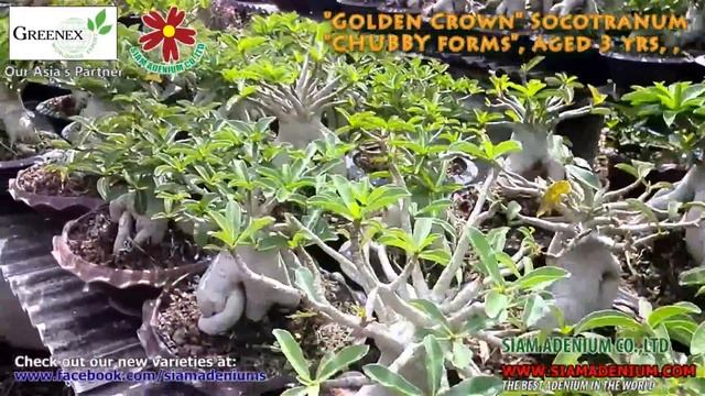 Adenium Socotranum Bonsai Seedlings
