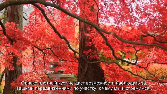 Моя крепость: растения, которые помогут скрыться от любопытных соседей по даче смотреть онлайн