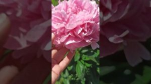 Озыв,пион САРА БЕРНАР БИКОЛОР