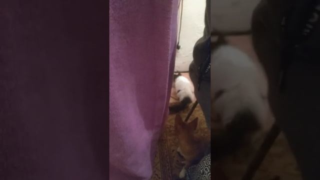 Сладкоежка анекдот смотреть онлайн