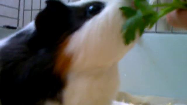 Дуся кушает петрушку