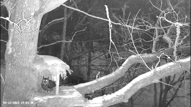 Male Eagle Owl Arrives at Nest ? 03/12/23 19:01 смотреть онлайн