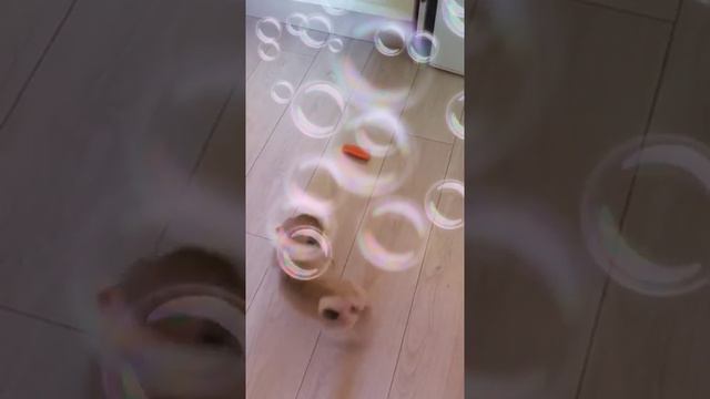 Мопсик любит морковь ❤️ смотреть онлайн