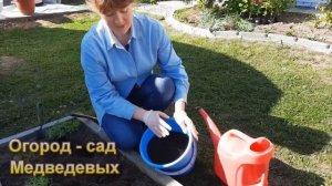 Выращивание крупноцветкового Портулака от посева до цветения