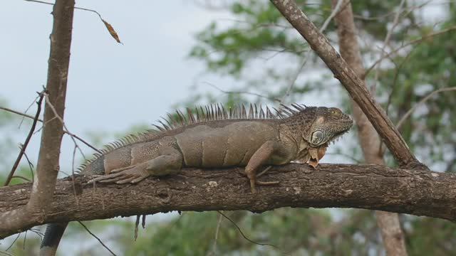 Коста Рика 2 смотреть онлайн
