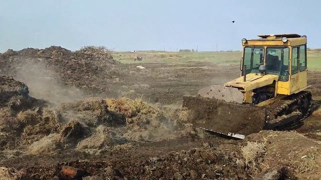ДТ-75 буртует навоз,чистим площадку. смотреть онлайн