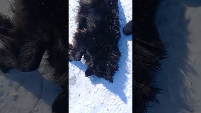 #Shorts#Очень#Добрая#Собака#Дворняшка#Shorts - Very Kind Dog Mongrel смотреть онлайн