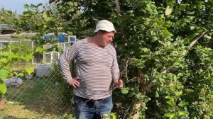 Антракноз красной смородины.