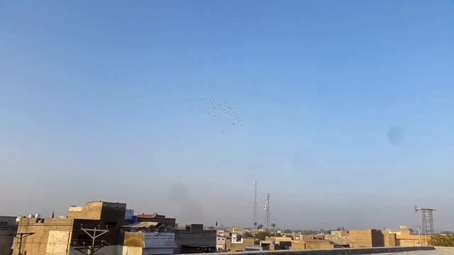 Fighter Rangeen Kabootar | Colourful Birds | Rangdaar Kabutar | Pigeon Shokeen | Rangeen Pigeon Cha смотреть онлайн