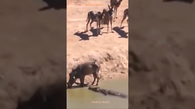 У бородавочника все же случился неудачный день. С одной стороны дикие собаки, а с другой крокодил.