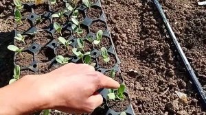 Дыня "Колхозница 749/753", "Лада", "Злато скифов"