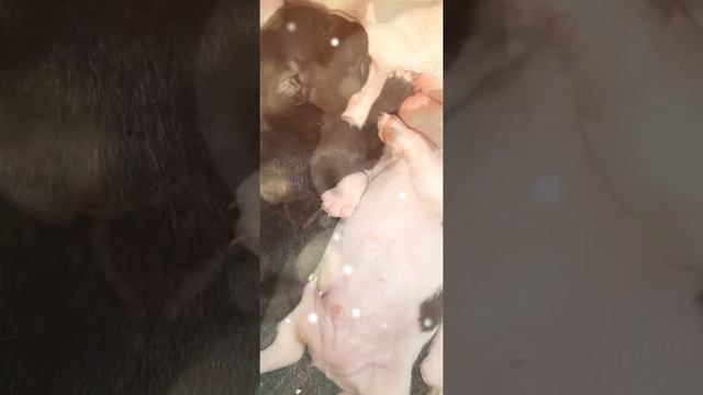 Французский бульдог, Щенки,Французские Булочки 😍 смотреть онлайн