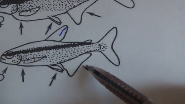 Неон.  Как отличить самца неона от самки. Различаем пол неонов