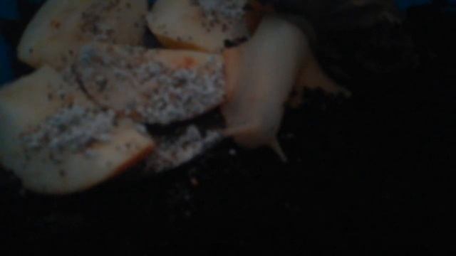 улитка ахатина. после спячки, вышла из анабиоза. смотреть онлайн