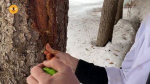 КОРОЕДЫ! Спасаем ель!