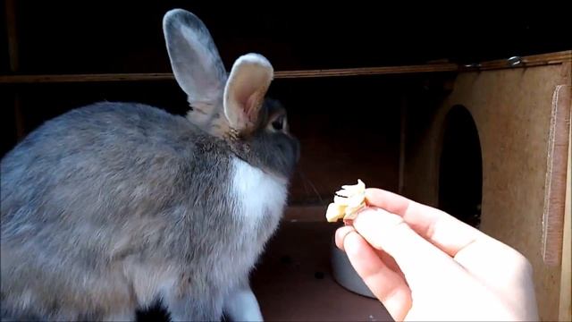 Грецкие орехи можно кроликам? Серия "корма для кроликов" смотреть онлайн