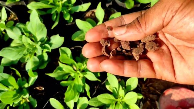 Petunia plant fertilizer // Petunia padhe me fertilizer kese use karen // petunia plant care смотреть онлайн
