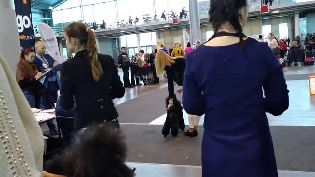 04.02.18г. Монопородная выставка пуделей. Класс победителей. LItviks INFINITY. смотреть онлайн