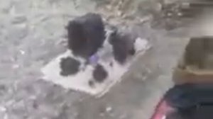 Сборка КПП бав феникс.