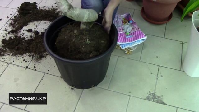 Как правильно пересадить большой фикус? / фикус уход в домашних условиях смотреть онлайн